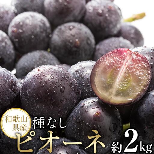 【新鮮・産直】和歌山かつらぎ町産たねなしピオーネ約2kg★2026年8月中旬頃より順次発送【TM164】