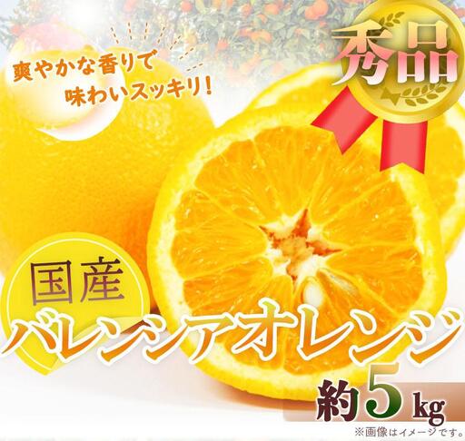 秀品 希少な国産バレンシアオレンジ 5kg［2027年6月下旬頃～2027年7月上旬頃に順次発送］［UT76］
