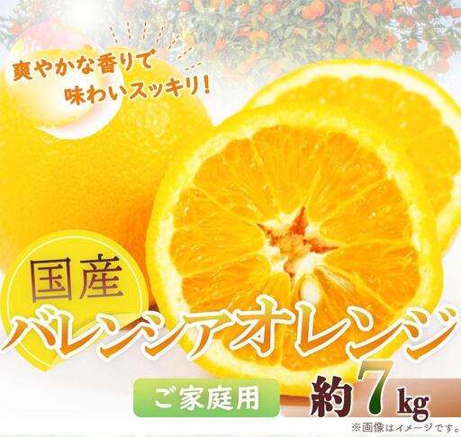 希少な国産バレンシアオレンジ 7kg［ご家庭用訳あり］［2027年6月下旬頃～2027年7月上旬頃に順次発送］［UT77］