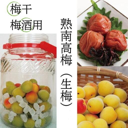 ［梅干・梅酒用］（3Lまたは2L－10Kg）熟南高梅＜2027年6月上旬～7月中旬発送予定＞フルーツ 果物 くだもの 食品 人気 おすすめ 送料無料［ART05］