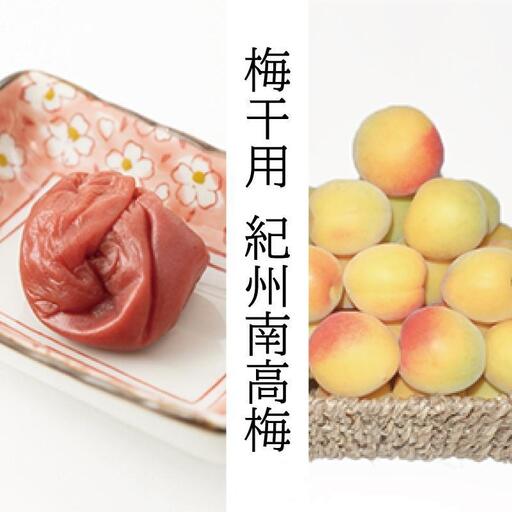 [梅干・梅酒用](2LまたはL-10Kg)熟南高梅[2027年6月上旬〜7月中旬発送予定]フルーツ 果物 くだもの 食品 人気 おすすめ 送料無料[ART03]