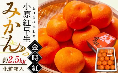小原紅早生みかん 金時紅 約2.5kg 化粧箱入 [11月下旬頃〜発送]