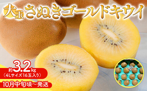 さぬきゴールド キウイ 大玉 約 3.2kg キウイフルーツ 【10月中旬頃～発送】
