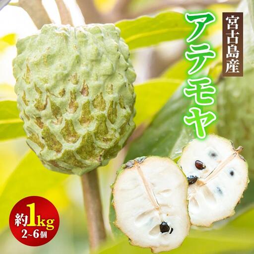 【2027年発送】宮古島産アテモヤ約1kg（２～６個入り）（CV07）