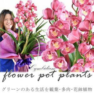 [定期便 12か月]グリーンのある生活を観葉・多肉・花鉢植物(12か月)[ 観葉植物 花 インテリア ]