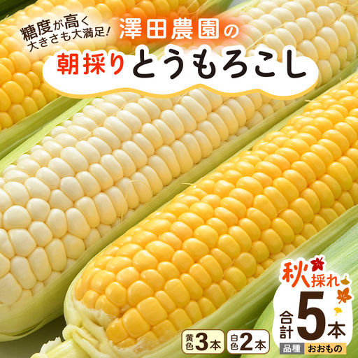 【先行予約】秋とうもろこし 黄色 白色 計5本 おおもの 朝採り ／ 期間限定 数量限定 ハウス栽培 産地直送 甘い ミックス スイートコーン 白い とうもろこし ホワイトコーン 野菜 あわら ※2026年10月10日より順次発送 [aw039-a014]