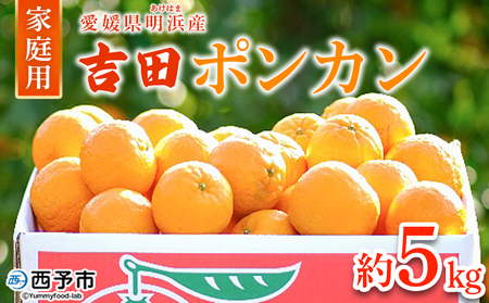 【先行予約】＜吉田ポンカン 家庭用 約5kg＞ 果物 くだもの フルーツ みかん ミカン 柑橘 吉田ぽんかん よしだぽんかん ヨシダポンカン ぽんかん 訳あり ご自宅用 特産品 株式会社笑丸 愛媛県 西予市【常温】『2027年1月下旬～2月下旬迄に順次出荷予定』AAN0010