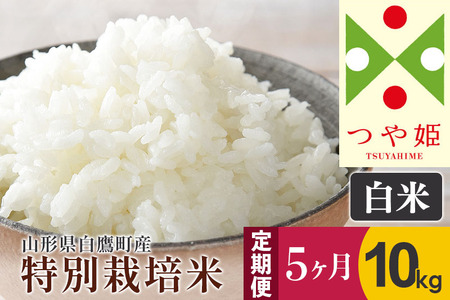 《定期便5ヶ月》【白米】つや姫 10kg×5回（特別栽培米）令和5年産 山形県産 しらたかのお米
