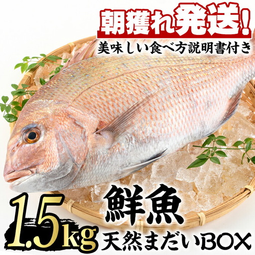 【0203205a】鮮度が命！鮮魚問屋が厳選した『天然真鯛』(1-2尾・総量1.5kg以上)魚 魚介類 鮮魚 海鮮 煮つけ 塩焼き【江川商店】