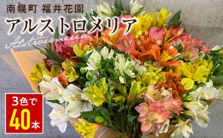 北海道 南幌町 生産者直送! 福井さんのアルストロメリア 花束 3色 (白・黄・ピンク) おまかせMIX 40本 数量限定 花 贈り物 ギフト お祝い 記念日 北海道 南幌町 NP1-280