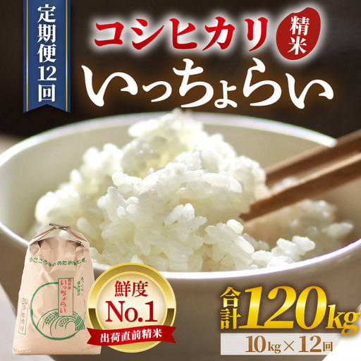 【先行予約】【令和8年産・新米】【一等米】《定期便12回》いっちょらい 精米 10kg × 12回（計120kg） ／ 福井県産 ブランド米 コシヒカリ ご飯 白米 新鮮 大賞 受賞 新米 福井県あわら産 ※2026年10月上旬以降順次発送予定 [aw012-o010]