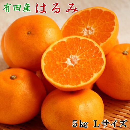【厳選・濃厚】紀州有田産のはるみ約5kg（M～Lサイズおまかせ） ※2027年1月下旬～2027年2月中旬頃順次発送（お届け日指定不可）【tec914B】