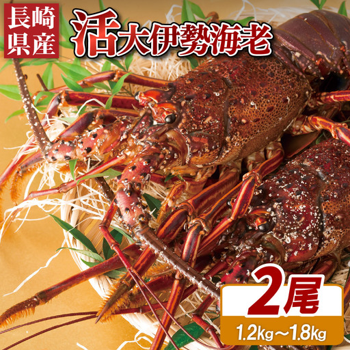 【伊勢海老】活き 伊勢海老 2尾 ( 600g ～ 900g × 2 ) エビ A108