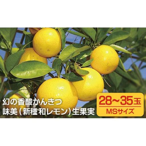 【 和 レモン 】 3kg 柑橘 生果実 レモン C168
