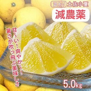 令和9年5月発送予定 訳あり 小夏5キロ （白浜農園の減農薬小夏）柑橘 みかん ミカン 果物 フルーツ 日向夏 おやつ デザート 美味しい ワケアリ ご自宅用【R01153】