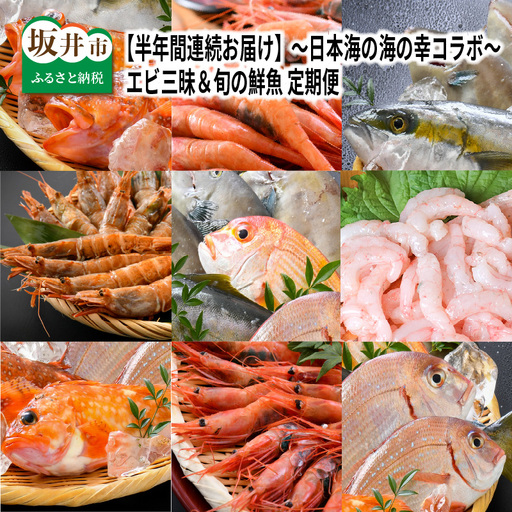 【先行予約】【6ヶ月連続お届け】エビ三昧＆旬の鮮魚 定期便 ～日本海の海の幸コラボ～【2027年3月より発送開始予定】 [F-8504]