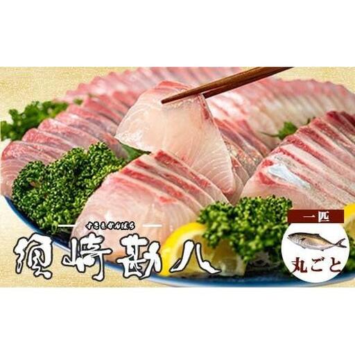 【 カンパチ 】 カンパチ須崎勘八 1尾