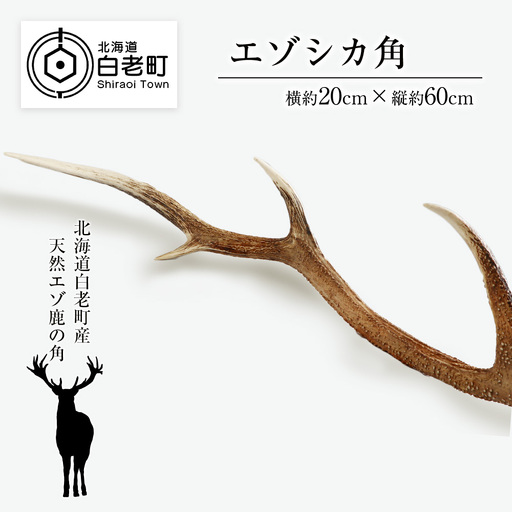 エゾシカ角（横約20cm×縦約60㎝）