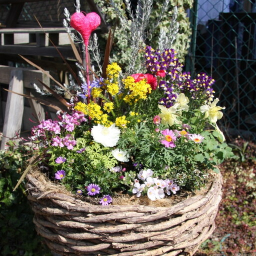 季節の花の寄せ植え 38cm鉢[005B-003]
