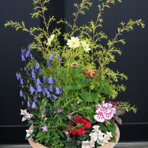 季節の花の寄せ植え 30cm鉢 ピック付き[005C-005]