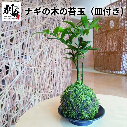 ナギの木の苔玉(皿付き)