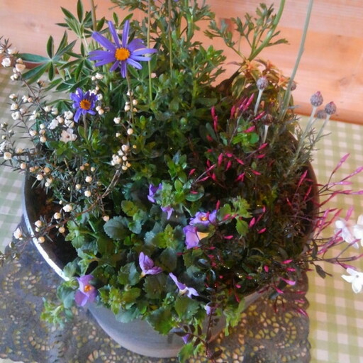 花の寄せ植え 35cm鉢[005C-006]