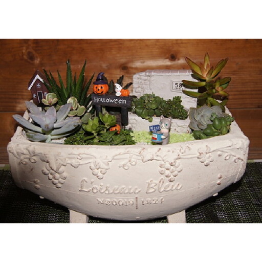多肉植物の寄せ植え 25cm鉢[005D-006]