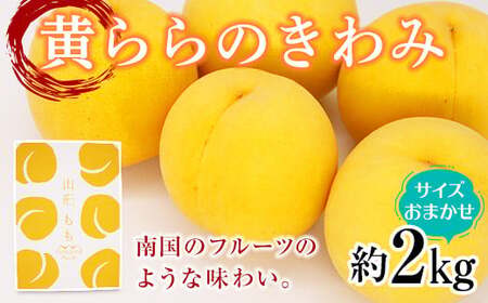 [令和8年産先行予約] 黄桃 「黄ららのきわみ」 約2kg (6〜12玉 秀 サイズおまかせ) [令和8年9月中旬〜発送] 『南陽中央青果市場』 桃 もも 果物 山形県 南陽市 [1453]
