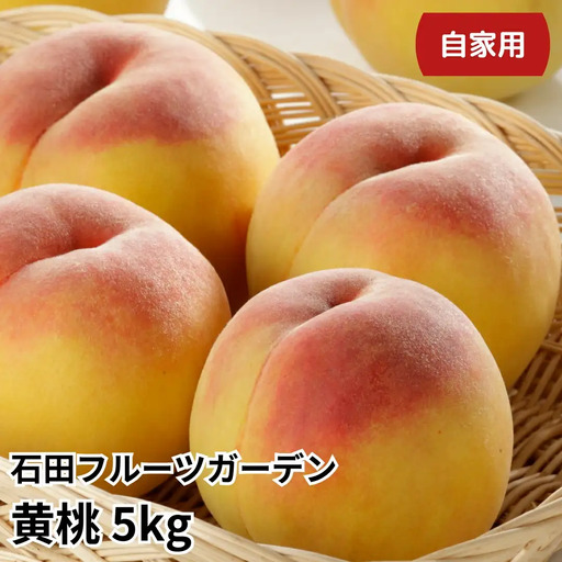 先行予約 黄桃 自家用 5kg程度 令和8年産 新潟県 黄桃 石田フルーツガーデン