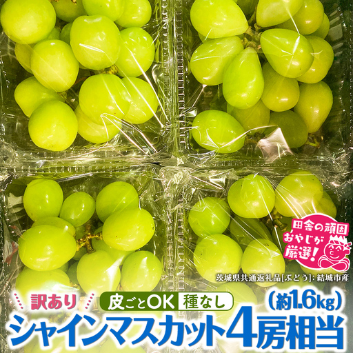 【 訳あり 】 シャインマスカット 4房相当（約1.6kg） 【2026年9月より発送開始】 （茨城県共通返礼品 [ぶどう]：結城市産） フルーツ 果物