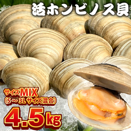 漁師直送!活ホンビノス貝4.5kg(サイズミックス)