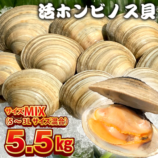 漁師直送！活ホンビノス貝5.5kg（サイズミックス）