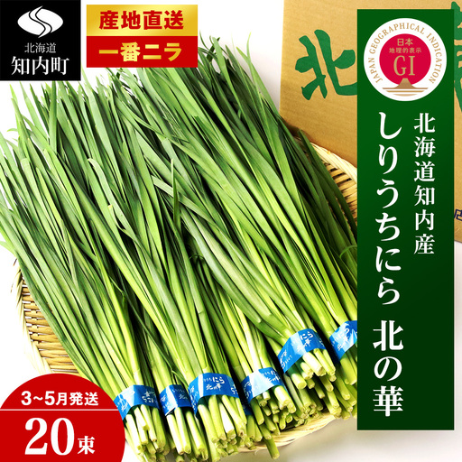【2027年発送予約】 しりうちにら北の華 20束【JA新はこだて】