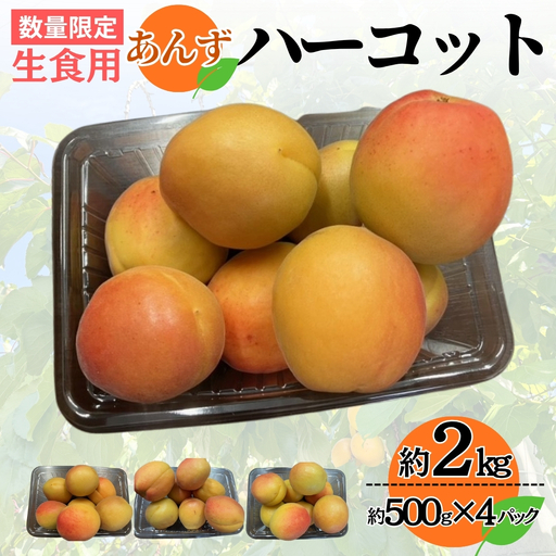 【2027年先行予約】生食用あんず  ハーコット 約500g×4パック| あんず