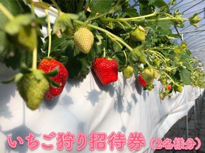 いちご狩り 招待券 （2名様分）｜苺 ※2026年10月上旬～2027年1月下旬頃に順次発送予定