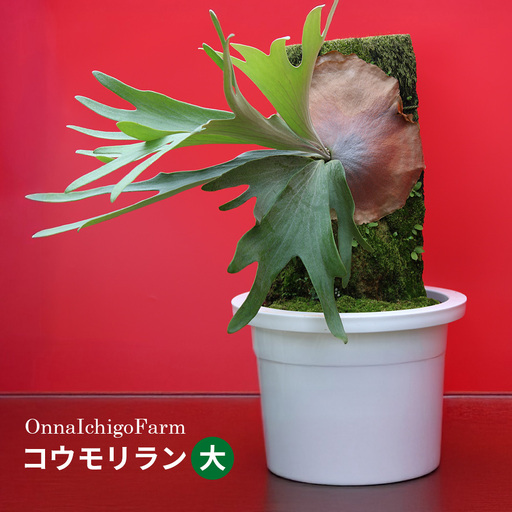 【OnnaIchigoFarm】コウモリラン　大 沖縄 コウモリラン ビカクシダ 室内植物 屋外植物 ヘゴ板 室内緑化 植物インテリア 観葉植物 沖縄産 プラントギフト 緑のある暮らし 園芸用品 インテリアプランツ 根付き植物 人気 ヘゴの木 おすすめ 送料無料 恩納村