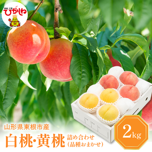 2026年産 白桃 & 黄桃 詰合せ (品種おまかせ) 2kg秀品 桃