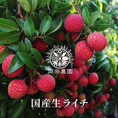 国産ライチ 12～18個【ライチ】