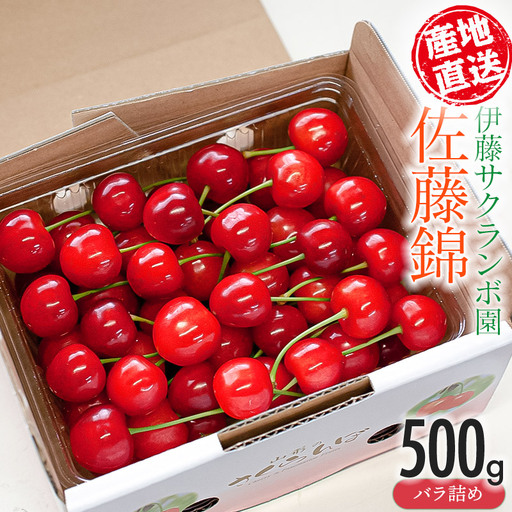 さくらんぼ「佐藤錦」バラ詰め(Lサイズ以上) 500g 山形県鶴岡産 伊藤サクランボ園 令和9年産 K-942