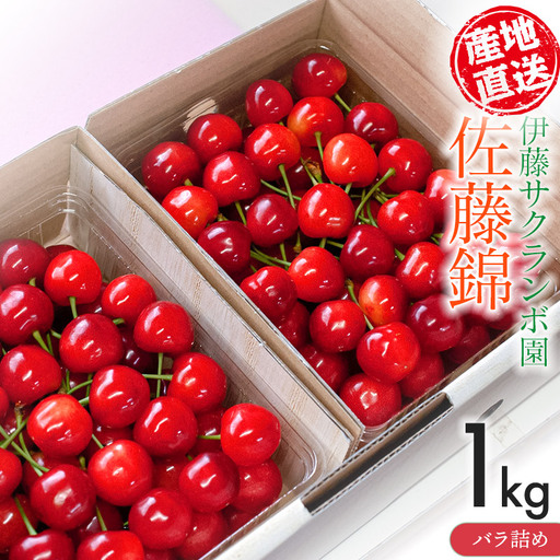 さくらんぼ「佐藤錦」バラ詰め 1kg（500g×2）山形県鶴岡産 伊藤サクランボ園 令和9年産 K-972