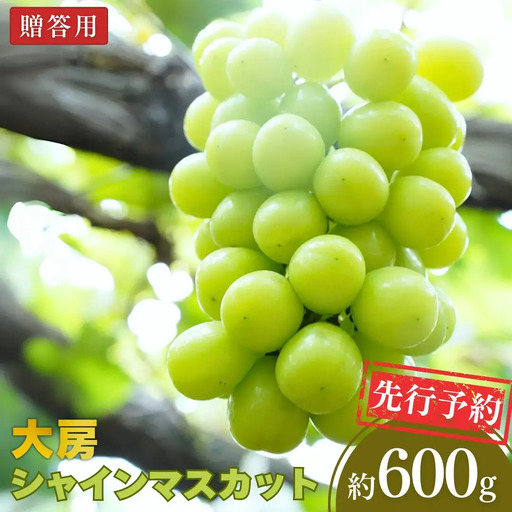 先行予約 シャインマスカット 1房 600g程度 新潟県 三条市 シャインマスカット 小林農園 