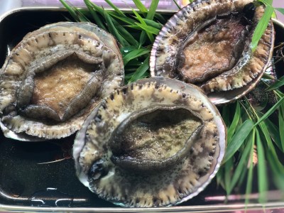 新鮮！天然活あわび ※夏季・秋季限定 M030-013 魚介類 貝 あわび 冷凍