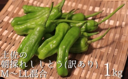訳あり土佐のししとう1kg(サイズ混合) [R01329]