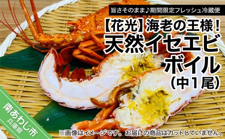 【花光】海老の王様！天然イセエビボイル（中1尾）【旨さそのまま♪期間限定フレッシュ冷蔵便】