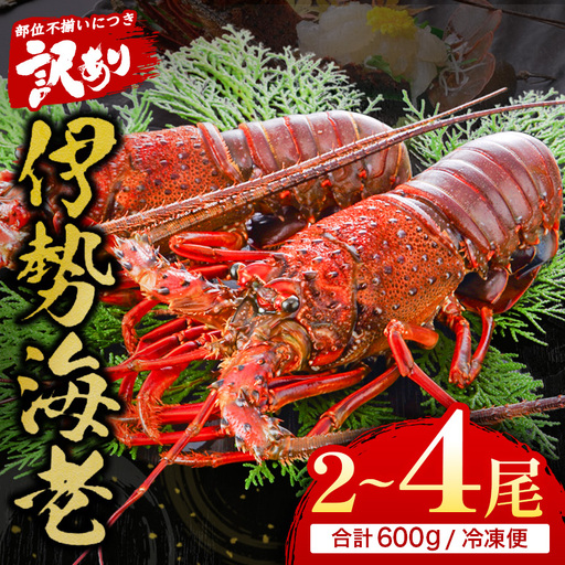 活冷伊勢えび 2～4尾（600g）バタバタしたら角と足がとれちゃいました　【BB25】