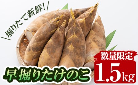 a806 [先行予約受付中!2026年12月下旬〜2027年2月末の間に発送予定]数量限定!早堀り筍(正味約1.5kg)[夢竺山株式会社]姶良市 国産 早堀り たけのこ タケノコ 筍 竹の子