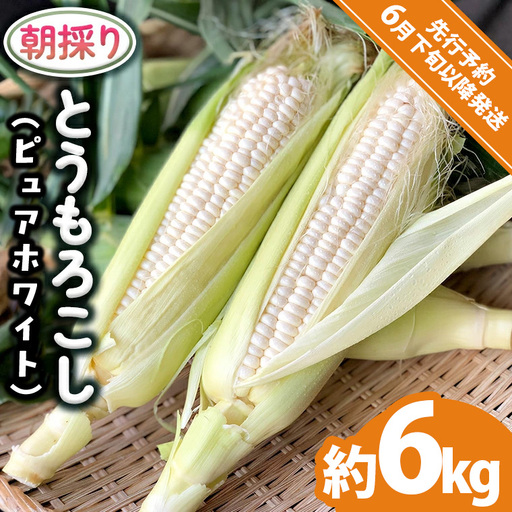 とうもろこし ピュアホワイト 約6kg 朝採り 産地直送 令和8年産