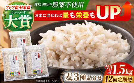 【全12回定期便】麦詰合500g×3（押ムギ・胚芽押麦・丸ムギ）【葦農】 HAJ033