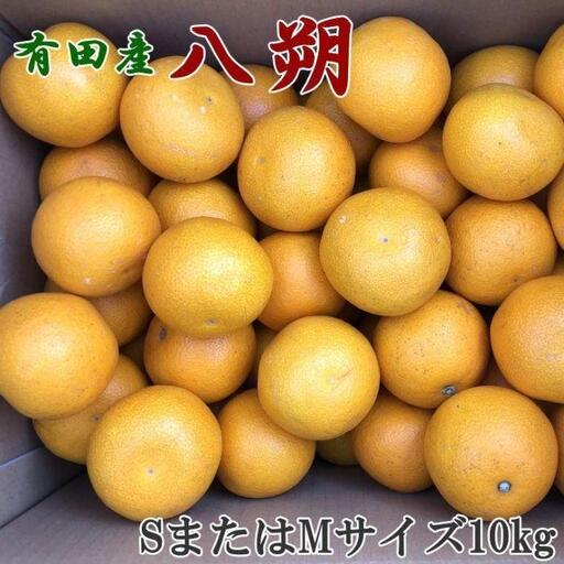 ［手選果］有田産の八朔10kg（SまたはMサイズいずれかお届け）★2027年1月下旬頃より順次発送［TM113］