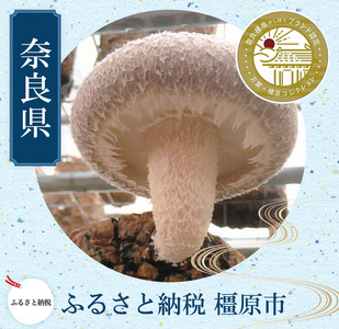 橿原市産 採れたての生しいたけ(菌床) 約700g箱(5〜10枚程度)×2箱を発送します ※2026年10月〜発送